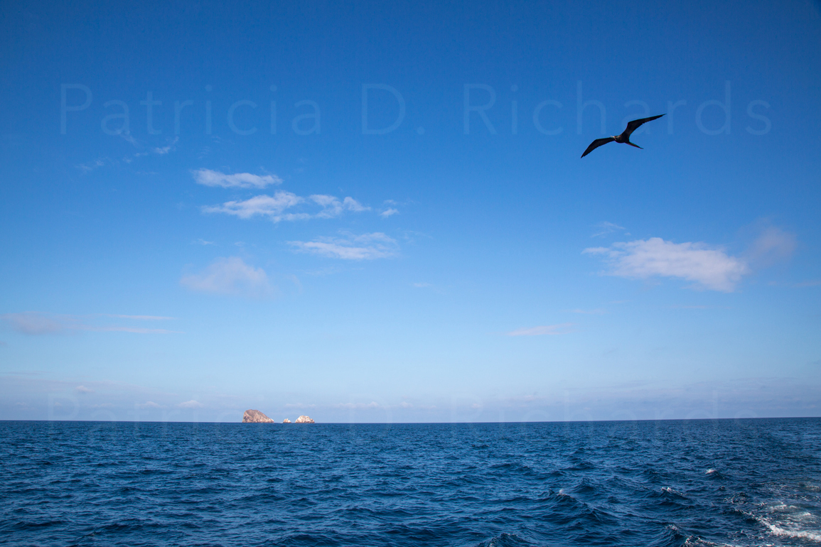 frigate bird over the islands